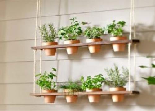 Какую зелень можно посадить на подоконнике. 9 видов полезной зелени на подоконнике, выращиваем к Новому году!