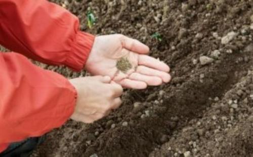 Можно ли сеять петрушку и укроп под зиму. Особенности посадки в холодное время года 03 Можно ли сеять петрушку и укроп под зиму. Особенности посадки в холодное время года 03