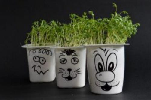 Какую зелень можно посадить на подоконнике. 9 видов полезной зелени на подоконнике, выращиваем к Новому году!