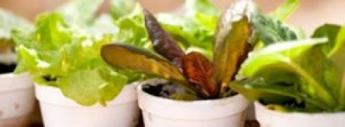 Какую зелень можно посадить на подоконнике. 9 видов полезной зелени на подоконнике, выращиваем к Новому году!