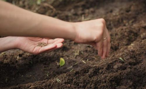 Можно ли сеять петрушку и укроп под зиму. Особенности посадки в холодное время года 04 Можно ли сеять петрушку и укроп под зиму. Особенности посадки в холодное время года 04