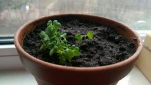 Какую зелень можно посадить на подоконнике. 9 видов полезной зелени на подоконнике, выращиваем к Новому году!