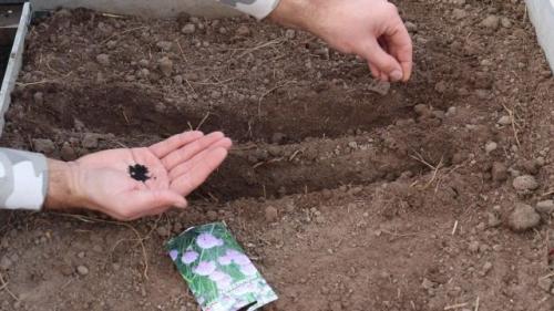 Посадка зелени под зиму в теплице. Посадка семян под зиму в теплице: пошаговая инструкция