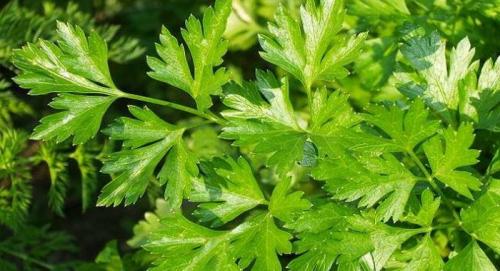 Можно ли сеять петрушку и укроп под зиму. Особенности посадки в холодное время года 05 Можно ли сеять петрушку и укроп под зиму. Особенности посадки в холодное время года 05