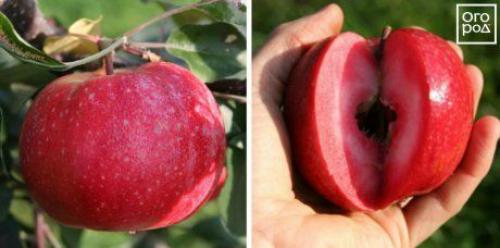 Красные яблоки. Яблоки с красной мякотью –, что это за сорта и чем они лучше обычных