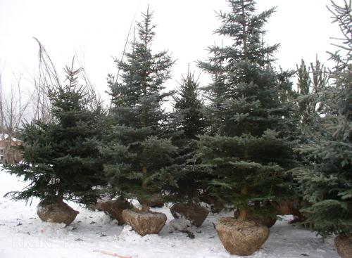 Какие растения можно сажать зимой. Какие растения можно посадить зимой