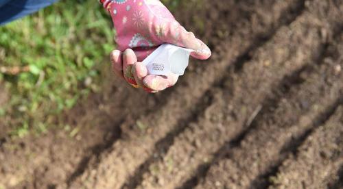 Саженцы и семена под зиму. Как выбрать и подготовить семена к посеву? 02 Саженцы и семена под зиму. Как выбрать и подготовить семена к посеву? 02