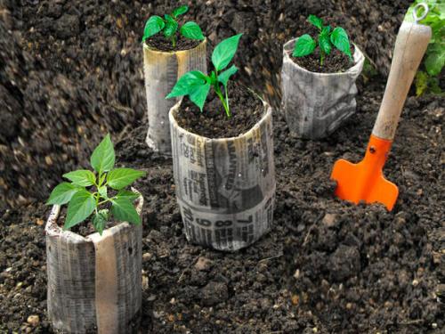 Посадка перца под зиму. Выбор грунта и тары для посева перца на рассаду