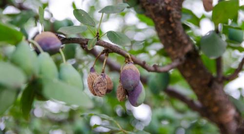 Работы на даче в сентябре в средней полосе. Какие работы требуется провести на огороде в сентябре, чтобы завершить сезон без потерь и проблем 14 Работы на даче в сентябре в средней полосе. Какие работы требуется провести на огороде в сентябре, чтобы завершить сезон без потерь и проблем 14