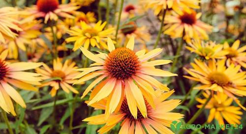 Работы на даче в сентябре в средней полосе. Какие работы требуется провести на огороде в сентябре, чтобы завершить сезон без потерь и проблем 17 Работы на даче в сентябре в средней полосе. Какие работы требуется провести на огороде в сентябре, чтобы завершить сезон без потерь и проблем 17