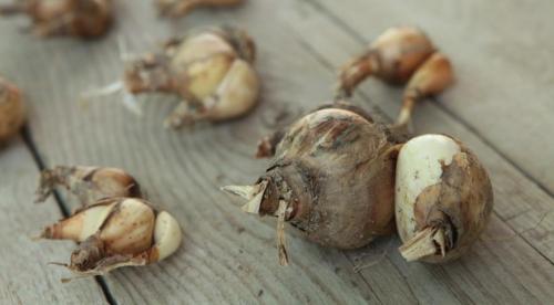 Работы на даче в сентябре в средней полосе. Какие работы требуется провести на огороде в сентябре, чтобы завершить сезон без потерь и проблем 22 Работы на даче в сентябре в средней полосе. Какие работы требуется провести на огороде в сентябре, чтобы завершить сезон без потерь и проблем 22