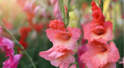 Работы на даче в сентябре в средней полосе. Какие работы требуется провести на огороде в сентябре, чтобы завершить сезон без потерь и проблем 25 Работы на даче в сентябре в средней полосе. Какие работы требуется провести на огороде в сентябре, чтобы завершить сезон без потерь и проблем 25