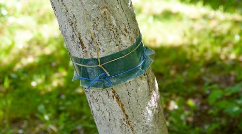 Работы на даче в сентябре в средней полосе. Какие работы требуется провести на огороде в сентябре, чтобы завершить сезон без потерь и проблем 13 Работы на даче в сентябре в средней полосе. Какие работы требуется провести на огороде в сентябре, чтобы завершить сезон без потерь и проблем 13