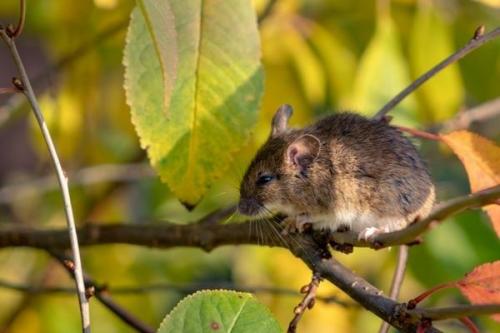 Как можно защитить сад и огород от мышей осенью. Как вы защищаете растения под зимними укрытиями от грызунов? Поделитесь проверенными способами