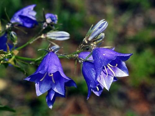 Морозоустойчивые растения для улицы. Морозостойкие цветы и растения для сада