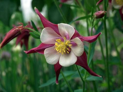 Морозоустойчивые растения для улицы. Морозостойкие цветы и растения для сада