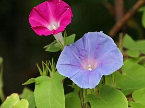 Морозоустойчивые растения для улицы. Морозостойкие цветы и растения для сада