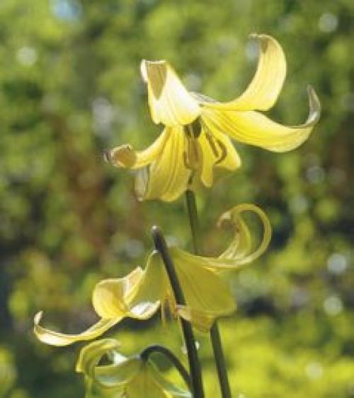 Морозостойкие однолетние цветы. Трепетная нежность весны