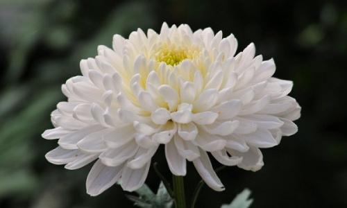 Морозоустойчивые растения для улицы. Морозостойкие цветы и растения для сада