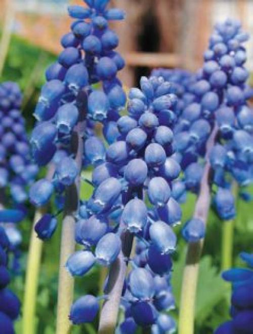 Морозостойкие однолетние цветы. Трепетная нежность весны