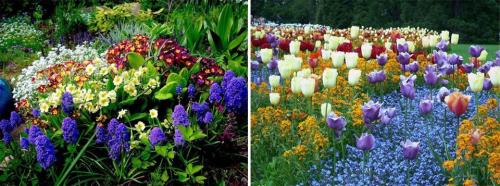 Зимостойкие многолетние цветы. Многолетние цветы для дачи