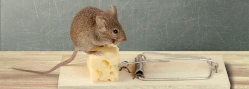 Секреты солдатского опыта: как быстро избавиться от мышей без химии 03