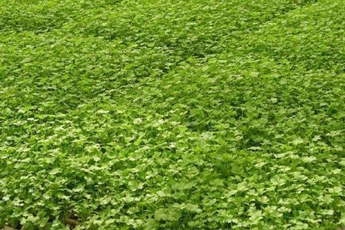 Выращивание петрушки в теплице на продажу. Выращивание петрушки на продажу