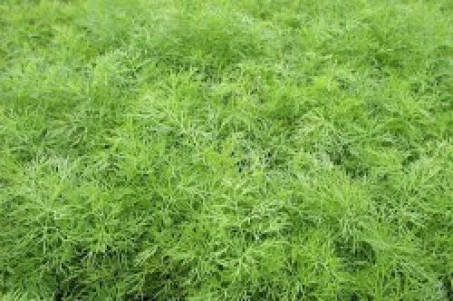 Как правильно выращивать зелень в зимней теплице. Рекомендации специалистов по выращиванию зелени в больших объемах 06 Как правильно выращивать зелень в зимней теплице. Рекомендации специалистов по выращиванию зелени в больших объемах 06