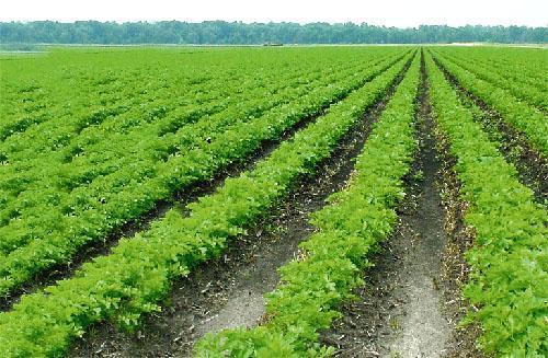 Выращивание петрушки в теплице на продажу. Выращивание петрушки на продажу