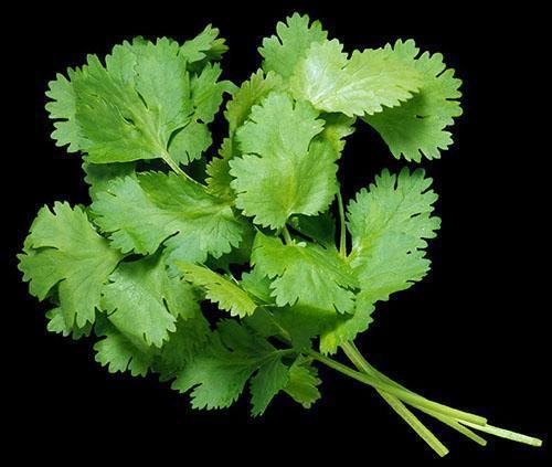 Выращивание петрушки в теплице на продажу. Выращивание петрушки на продажу