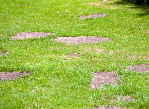 Почему желтеет газонная трава. Почему газон желтеет после стрижки