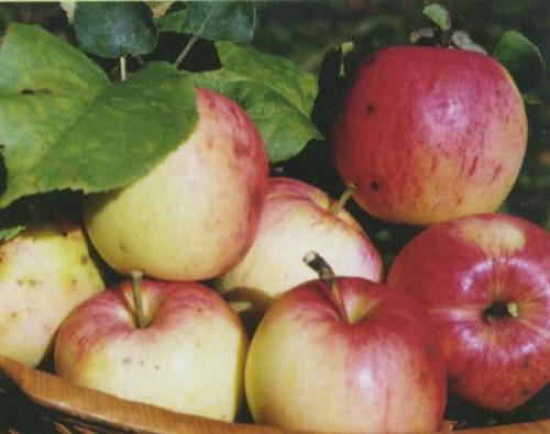 Яблоня Скрыжапель. Сорт яблони Скрыжапель