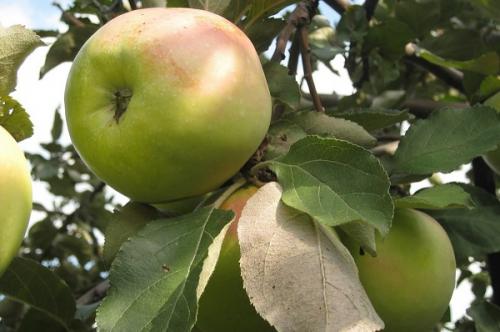 Яблоня Северный синап. Позднезимняя яблоня Северный Синап: описание и фото