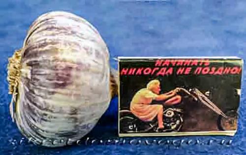 Когда сажать чеснок по народным приметам. Когда сажать озимый и яровой чеснок