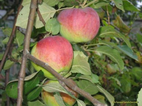 Яблоня Скрыжапель. Сорт яблони Скрыжапель