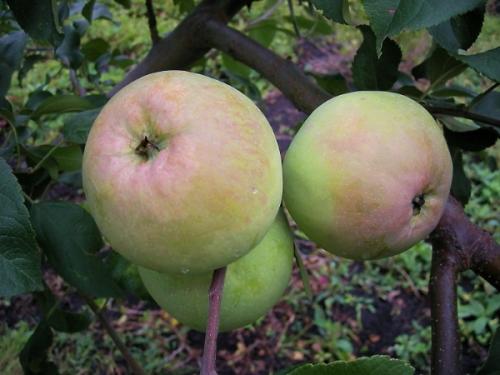 Яблоня кутузовская описание. Подходящая для промышленного садоводства яблоня Кутузовец