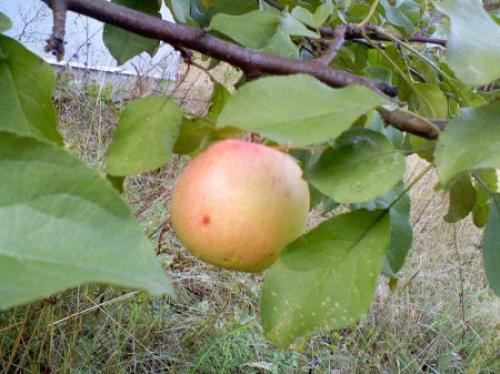 Яблоня Скрыжапель. Сорт яблони Скрыжапель