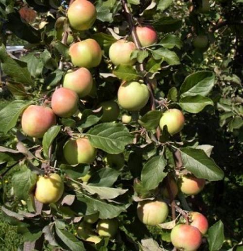 Яблоня Северный синап. Позднезимняя яблоня Северный Синап: описание и фото