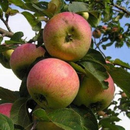 Яблоня Скрыжапель. Сорт яблони Скрыжапель