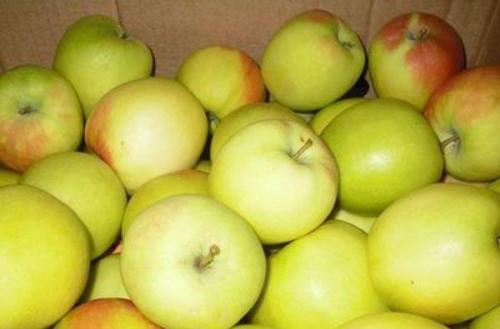 Яблоня Северный синап. Позднезимняя яблоня Северный Синап: описание и фото