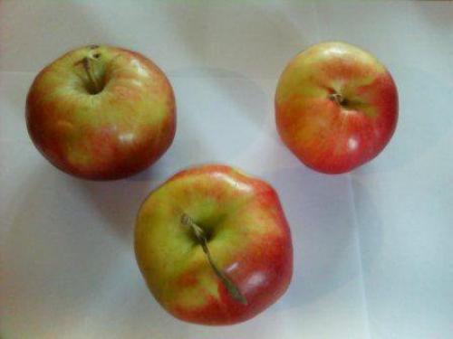 Яблоня Скрыжапель. Сорт яблони Скрыжапель