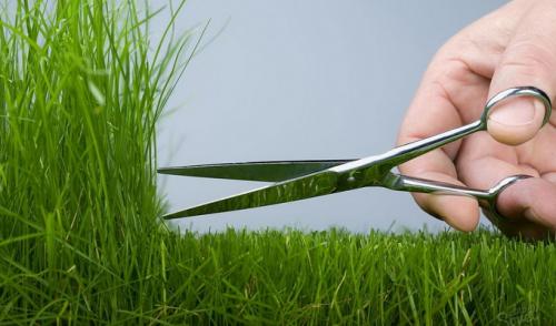 Вычесывание газона летом. Стрижка газона весной, летом и осенью