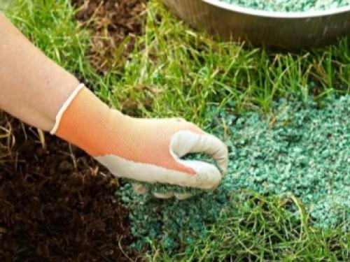 Почему желтеет рулонный газон. 02