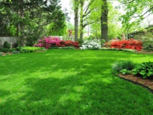 Почему желтеет рулонный газон. 03