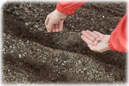 Укроп под зиму сорта. Как подготовиться к посадке укропа под зиму?