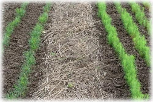 Укроп под зиму сорта. Как подготовиться к посадке укропа под зиму?