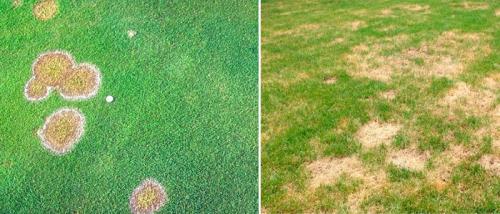 Почему трава желтеет осенью. Газон пожелтел: почему и что делать