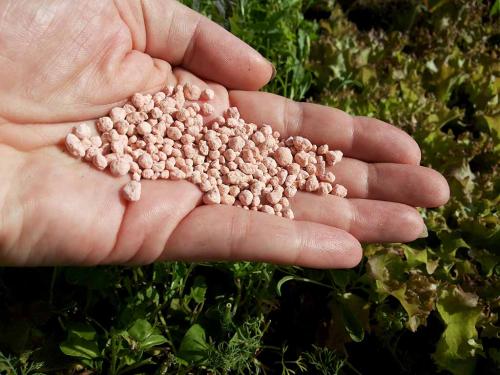 Газон пожелтел после удобрений. От чего появляется желтизна на всем газоне или на большей его части 09 Газон пожелтел после удобрений. От чего появляется желтизна на всем газоне или на большей его части 09