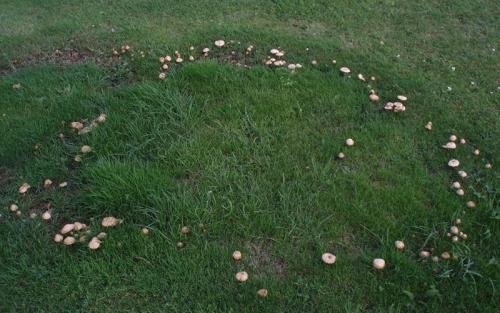 Болезни газона: фото, описание и меры борьбы