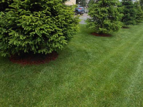 Газон пожелтел после удобрений. От чего появляется желтизна на всем газоне или на большей его части 10 Газон пожелтел после удобрений. От чего появляется желтизна на всем газоне или на большей его части 10